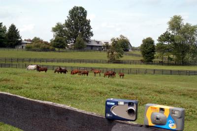 Louisville horse farm