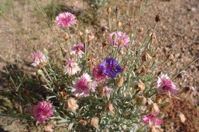 MorningFlowers1.jpg