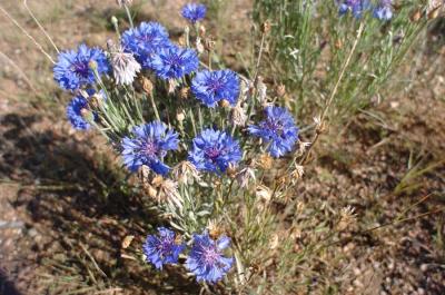 MorningFlowers2.jpg