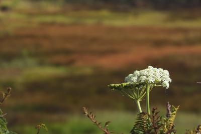 IMG00388cow parsnip.jpg