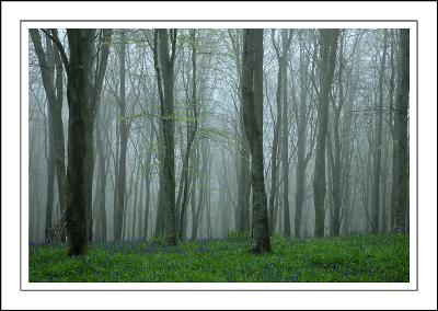Bluebells in the mist, Nr. Powerstock, Dorset (1959)