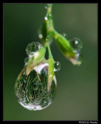 u18/mplonsky/medium/20443416.IMG_4745s.jpg
