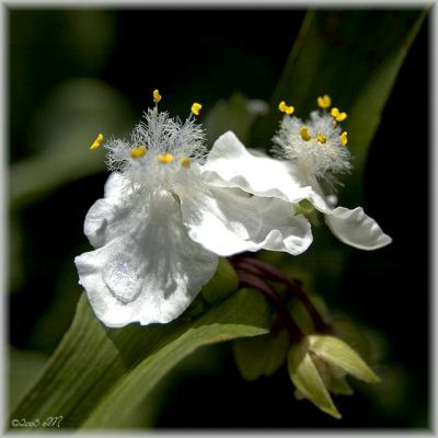 spiderwort