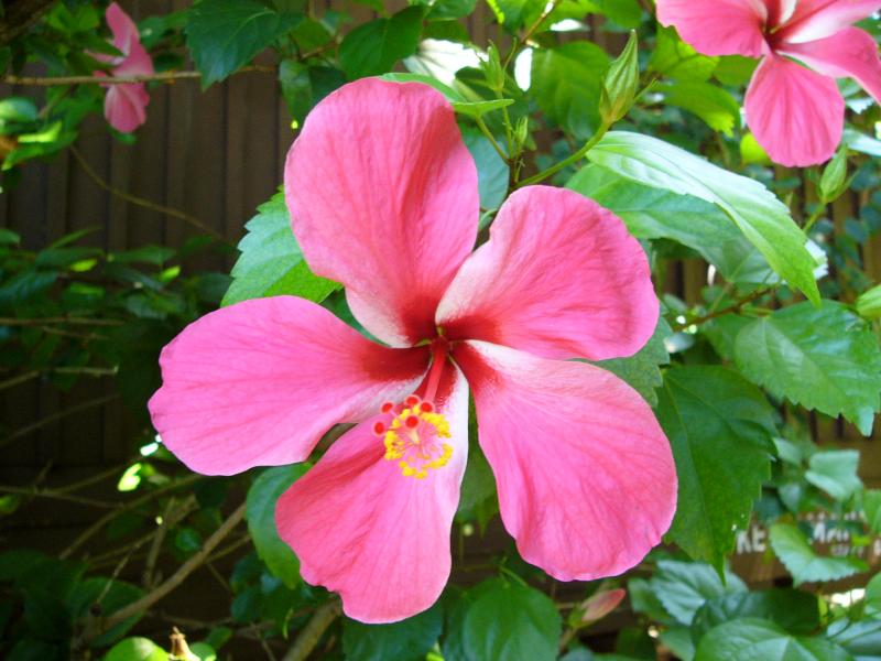 Hibiscus