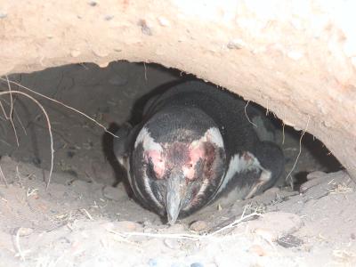 Inside his burrow