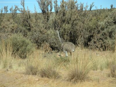 A South American ostrich