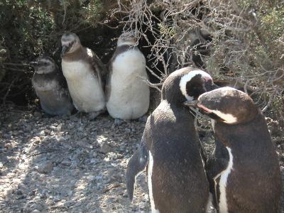 Penguins