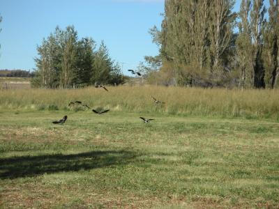 Black and white birds