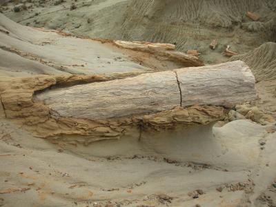 Encased in petrified sand