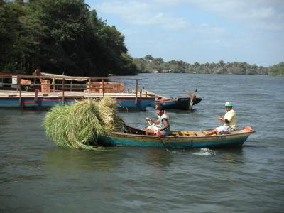 Transporting grass!