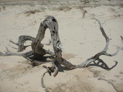 Bleached driftwood