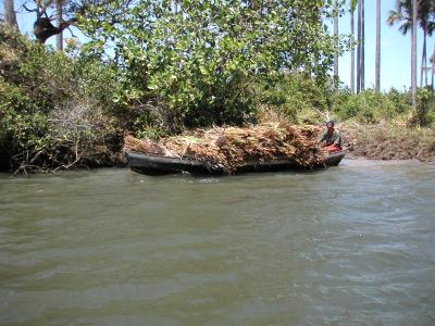 Transporting palm leaves