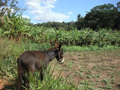 Donkey on our way