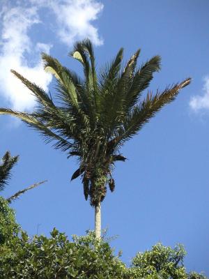 African Oilnut Palm