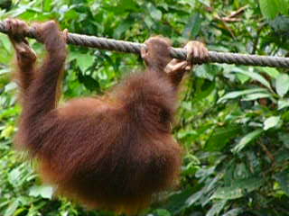 Another orang-utan, you'd better move