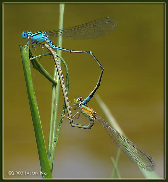 <em>Pseudagrion microcephalum (top), Agriocnemis nana (bottom)</em>