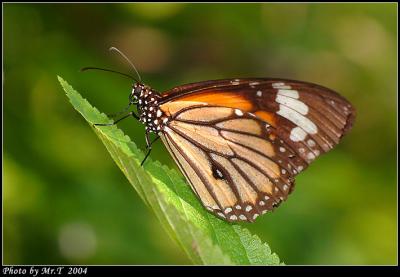 괳 Common Tiger  (Danaus genutia)