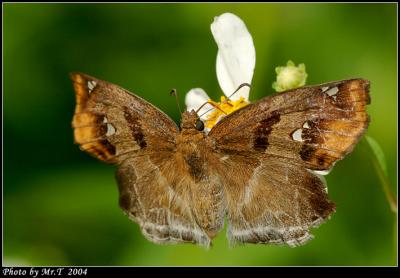 ͧ˽ Chestnut Angle (Odontoptilum angulatum)