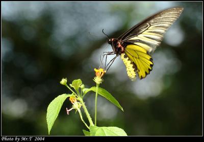 n Common Birdwing (Troides helena)