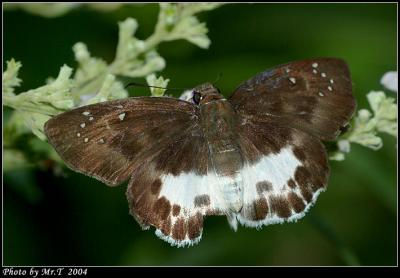 ȧ˽ Dark Edged Snow Flat (Tagiades menaka)