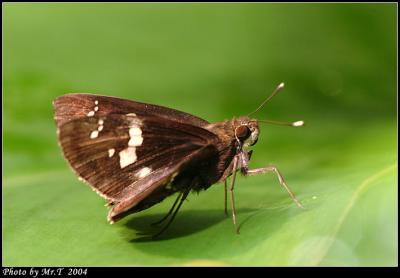 Ƨ˽ Tree Flitter (Hyarotis adrastus)