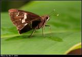 Ƨ˽ Tree Flitter (Hyarotis adrastus)