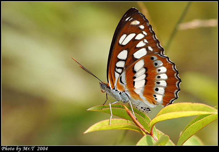 ȯ]a潺 Common Sergeant (Athyma Perius)