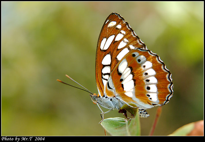 ȯ]a潺 Common Sergeant (Athyma Perius)