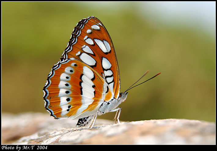 ȯ]a潺 Common Sergeant (Athyma Perius)
