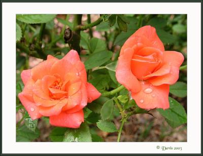 After the Rain