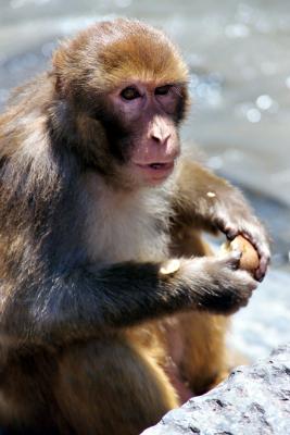 Monkey Eating Fruit, Kathmandu