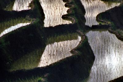 Nepali Rice Terraces, Siruwari Balami Gau