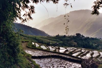 Rice Patties in the Hills, Nuwakot District