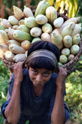 Santa with Corn, Siruwari Balami Gau