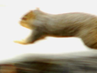 Blurred squirrell.jpg(129)