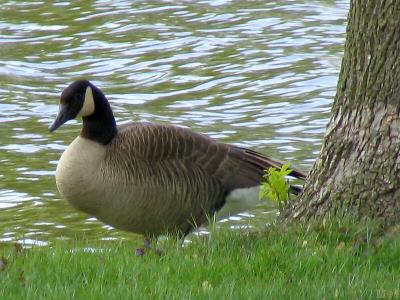 Gander @ Sunset resort(164)