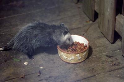 Little baby possum
