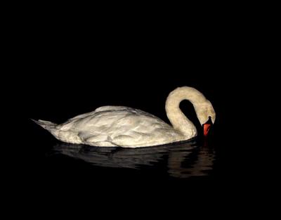  Midnight Swim by Dennis Dangerfield