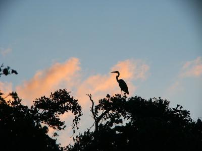 Contrasted Heron by Xavier Cohen