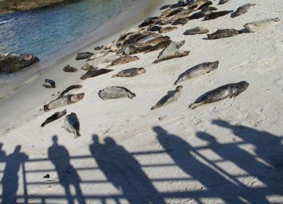 Seal Watching.by Jeffry Z