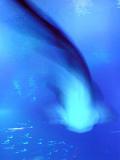 MC22: Blur - A Shark Heading Towards Me by Stefan Kanya