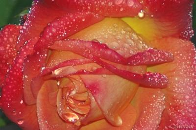 Rain Rose Bejeweled (05-05-05)