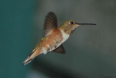 Hummingbird