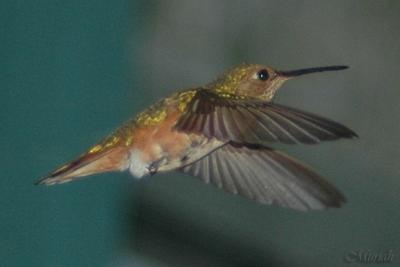 Hummingbird