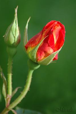 Rose Bud (05-08-05)