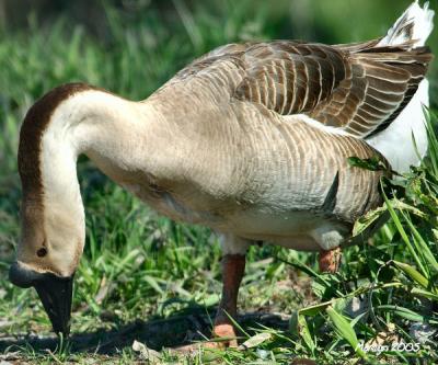 Ducks, Geese and Chickens