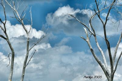 'treehouse of clouds ... '