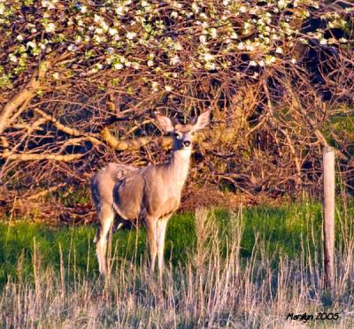 'dang ... that morning sun is bright!!!'