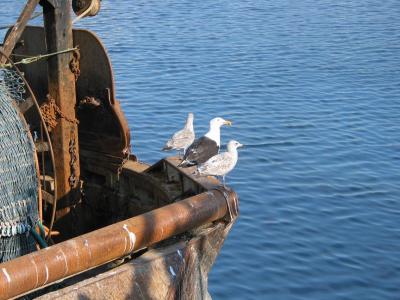 Fraserburgh, Port and Seagulls