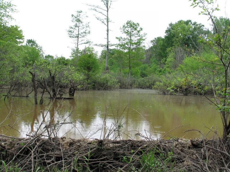Beaver Dam